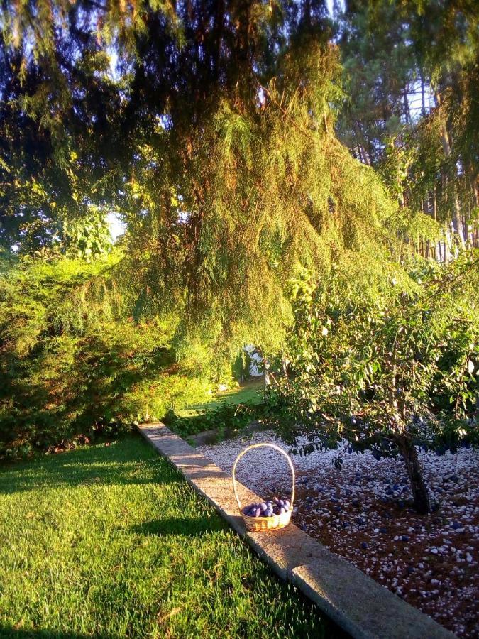 Вилла Pinheirinhos - Quinta De Sao Caetano Carapito Экстерьер фото